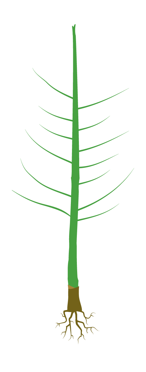 Tipología de plantas | Certiplant
